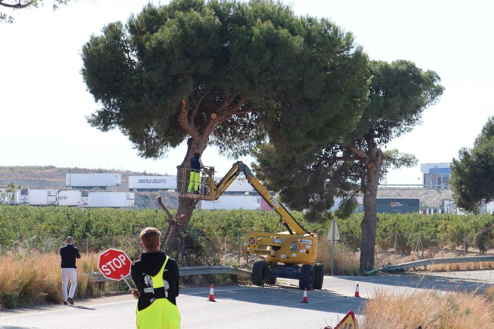 Iniciadas las obras de desbroce y talado a los márgenes de la carretera en Vera