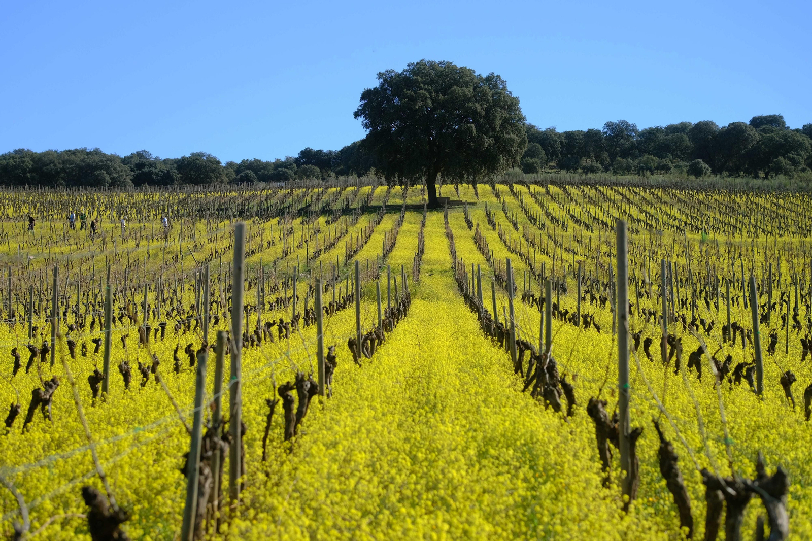 Viñedos de la bodega Cortijo los Aguilares cubiertos por la floración