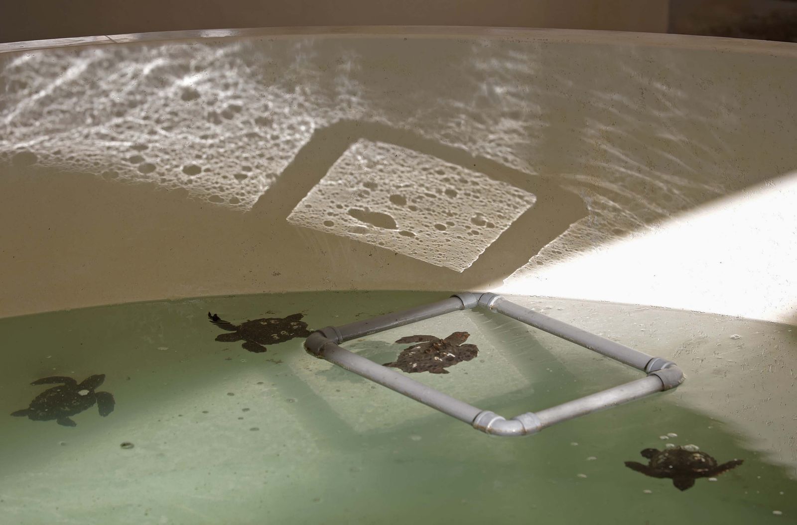 El Centro de Gestión del Medio Marino Andaluz (CEGMA) de Algeciras, en imágenes