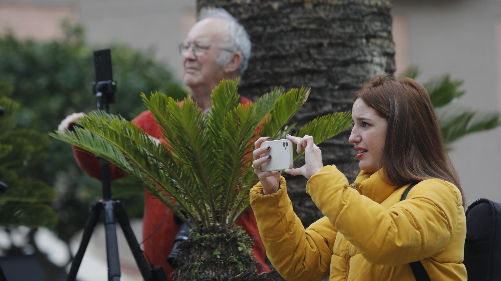 Las fotos del Pasacalles de Tunas en La Línea