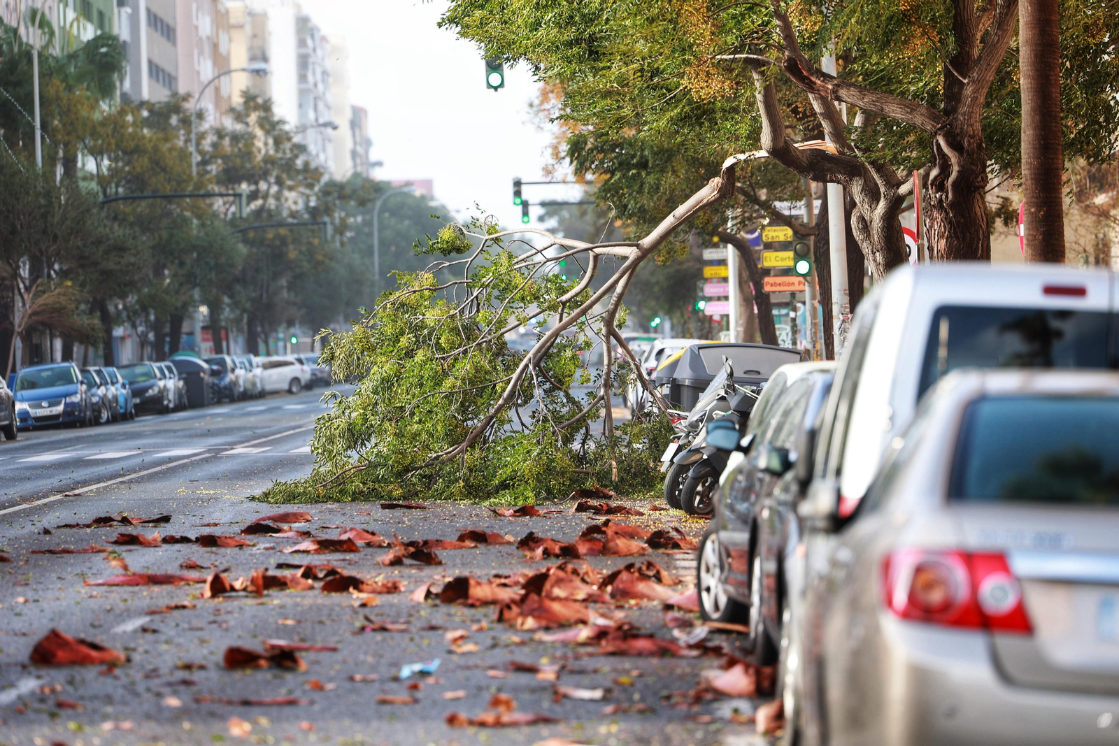 El temporal Bernard arrasa como un ciclón con la arboleda y mobiliario urbano de Cádiz
