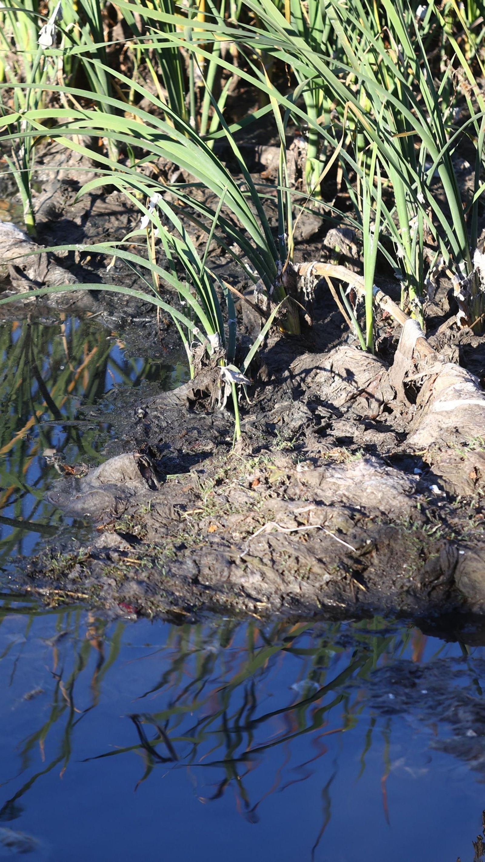 Vertidos de toallitas ensucian el cauce del río Guadalmedina.