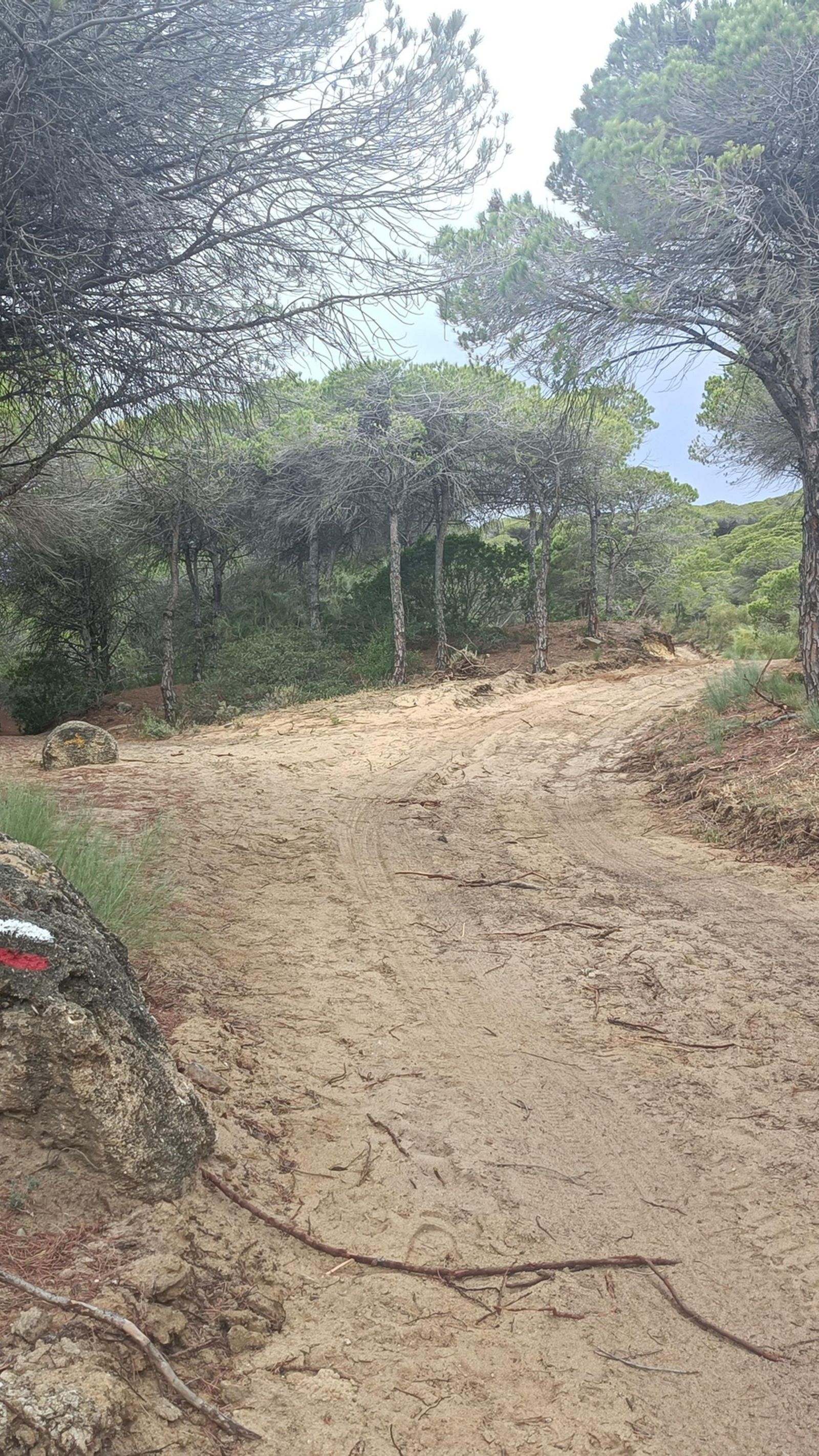Los kilómetros finales avanzan por un bello pinar.