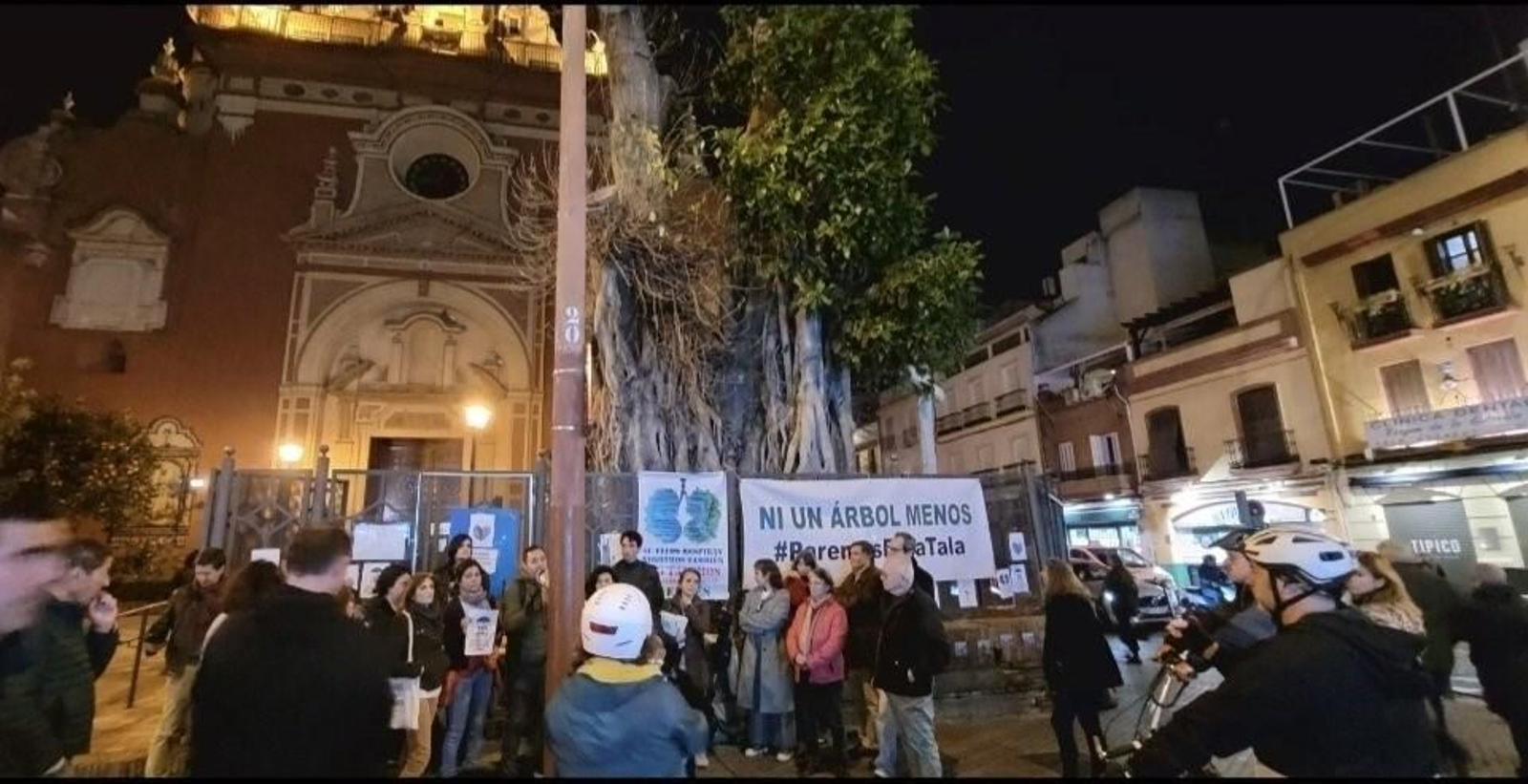 Nueva concentración ciudadana este martes en defensa del ficus de San Jacinto