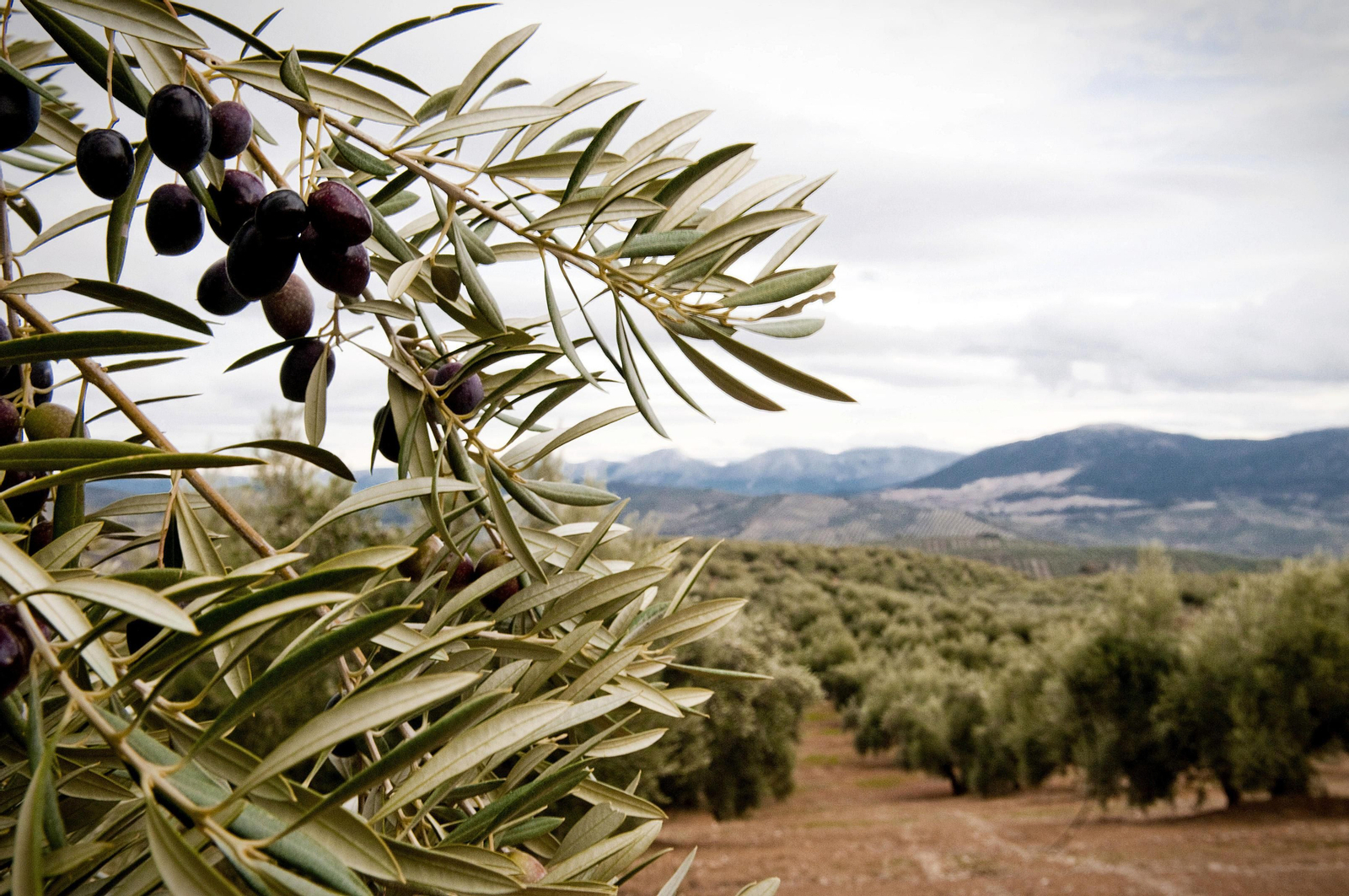 El precio del aceite ha motivado ya robos en campos de olivos.