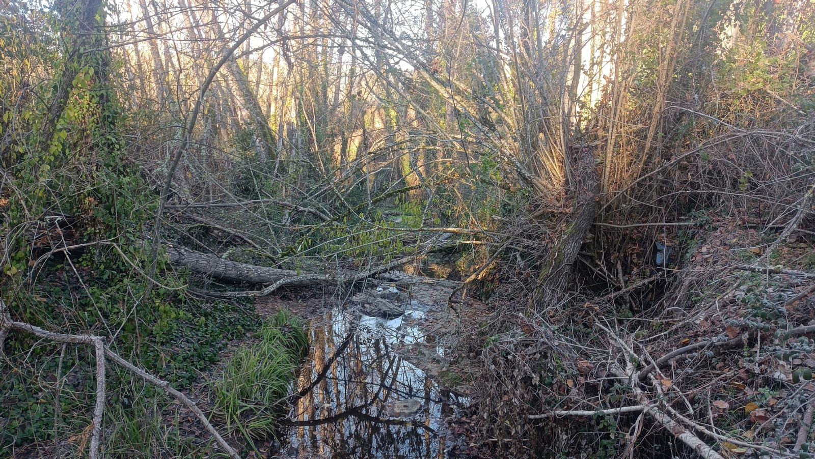 El bosque de ribera.