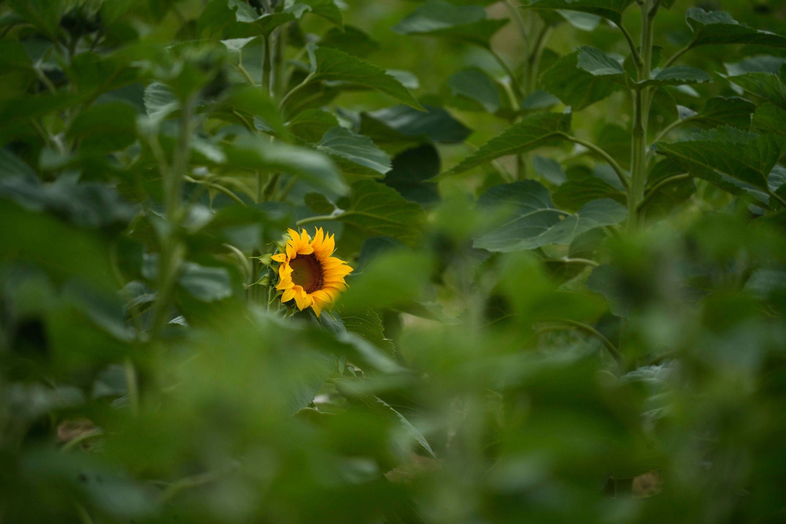 Un girasol en flor en Córdoba.