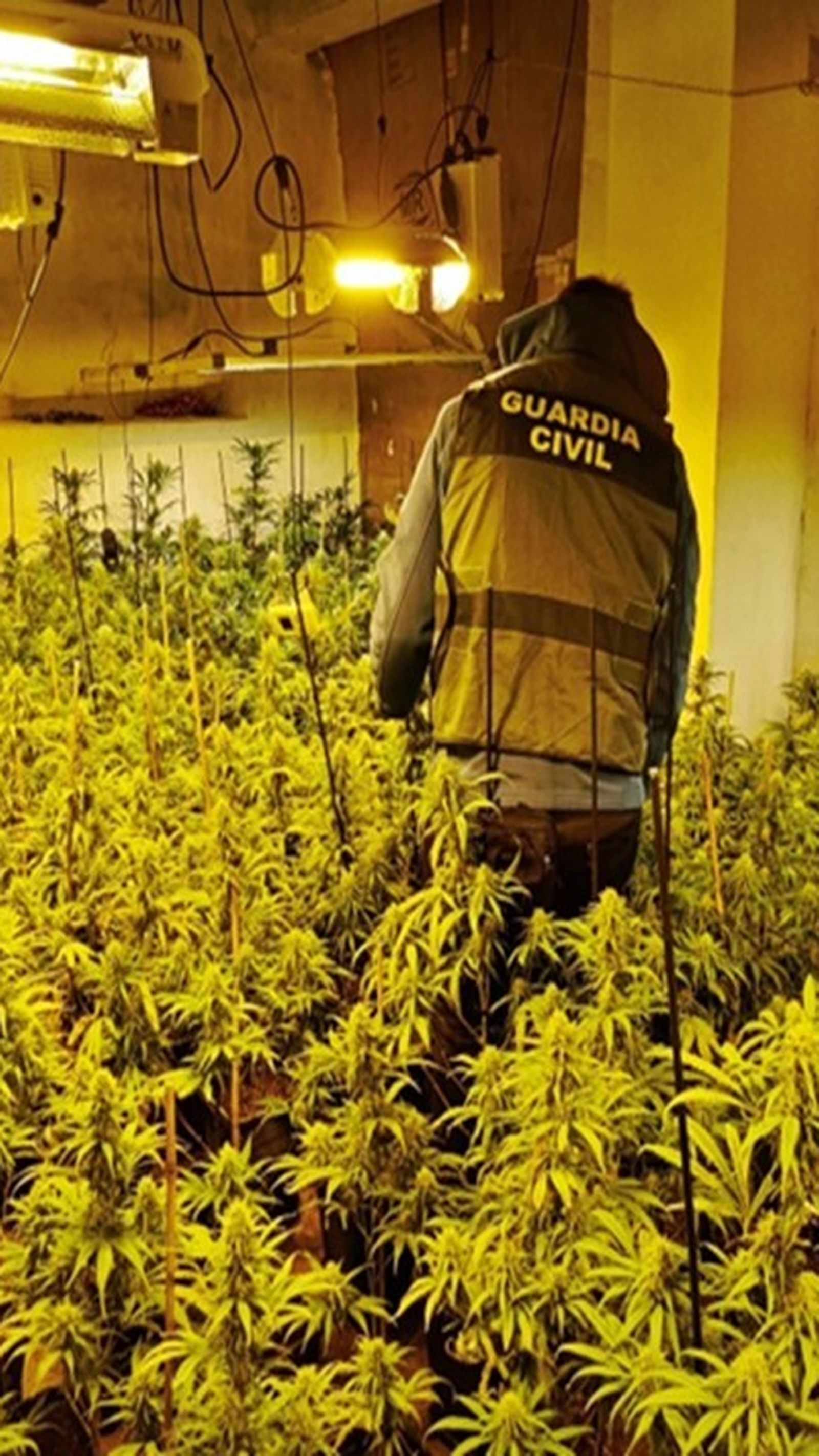 Plantación de marihuana.