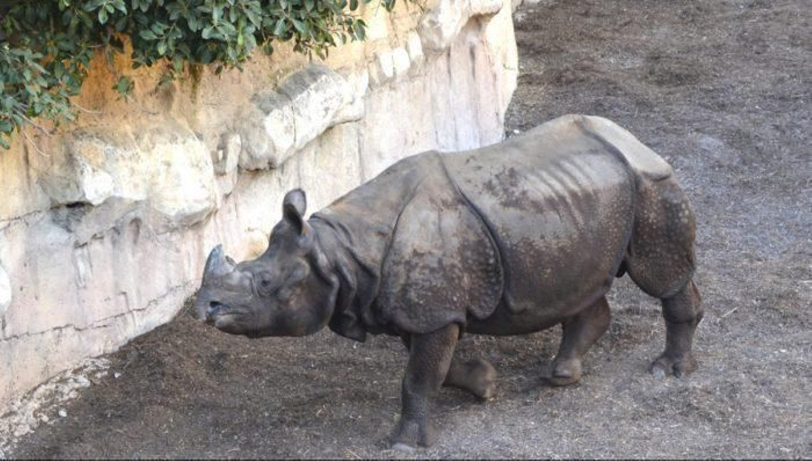 Ejemplar de rinoceronte indio del Zoo de Benidorm.