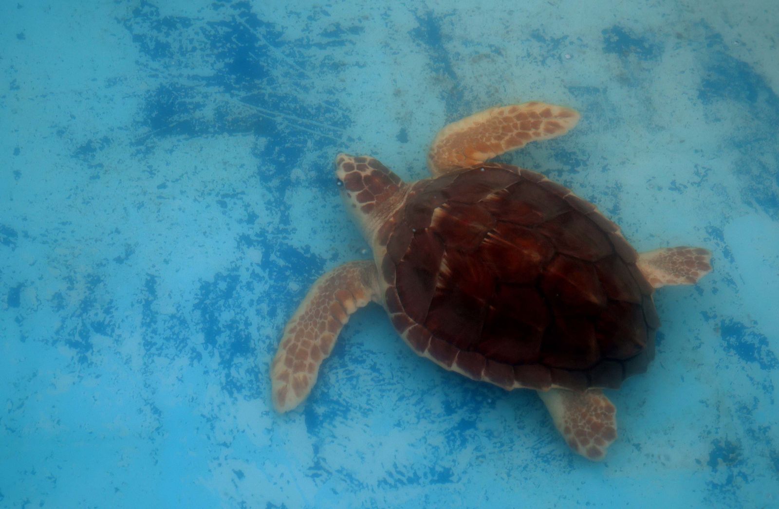 El Centro de Gestión del Medio Marino Andaluz (CEGMA) de Algeciras, en imágenes