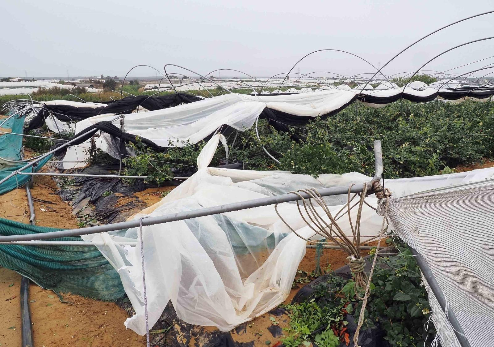 Destrozos en un campo de cultivo onubense por la borrasca Bernard.