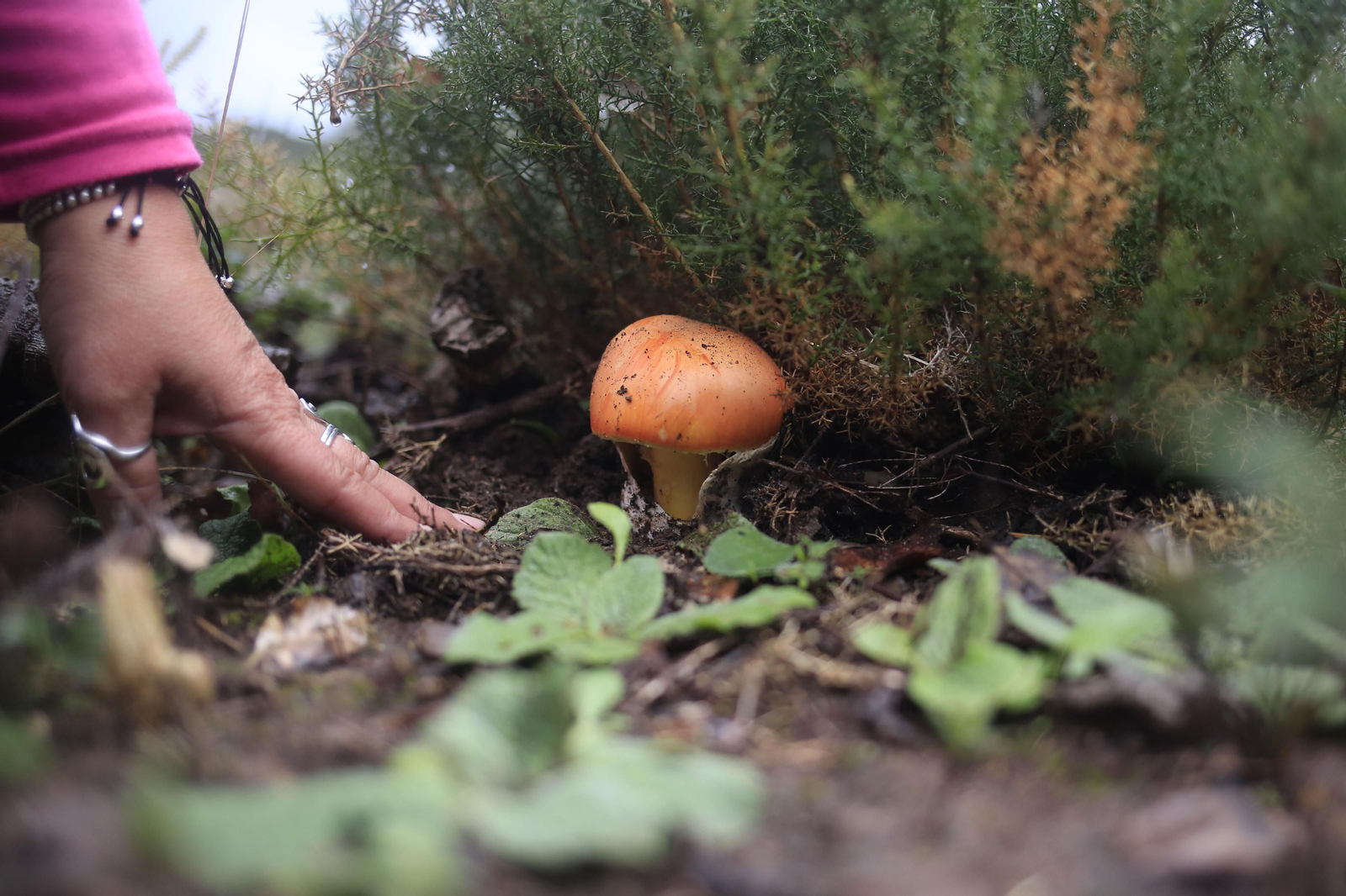 Cortes de la frontera cuenta con una gran riqueza micológica