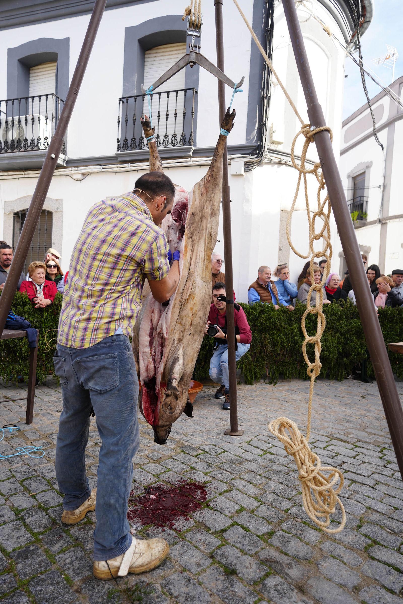 Alcaracejos celebra su Fiesta de la Matanza, en imágenes