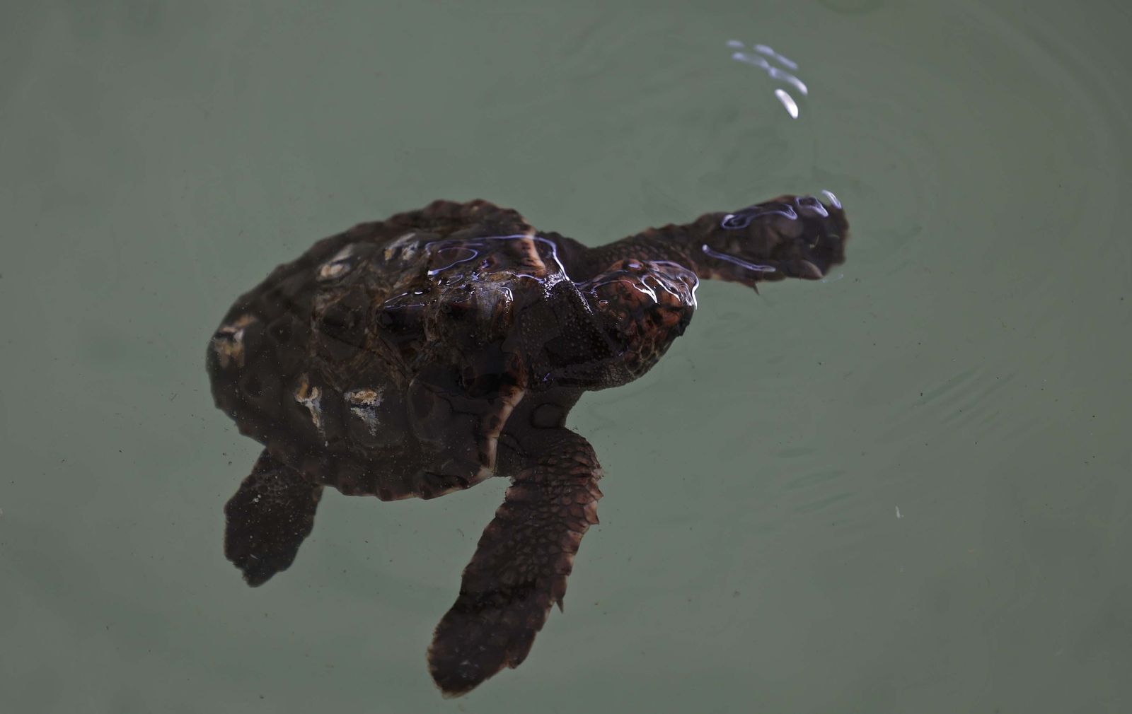 El Centro de Gestión del Medio Marino Andaluz (CEGMA) de Algeciras, en imágenes