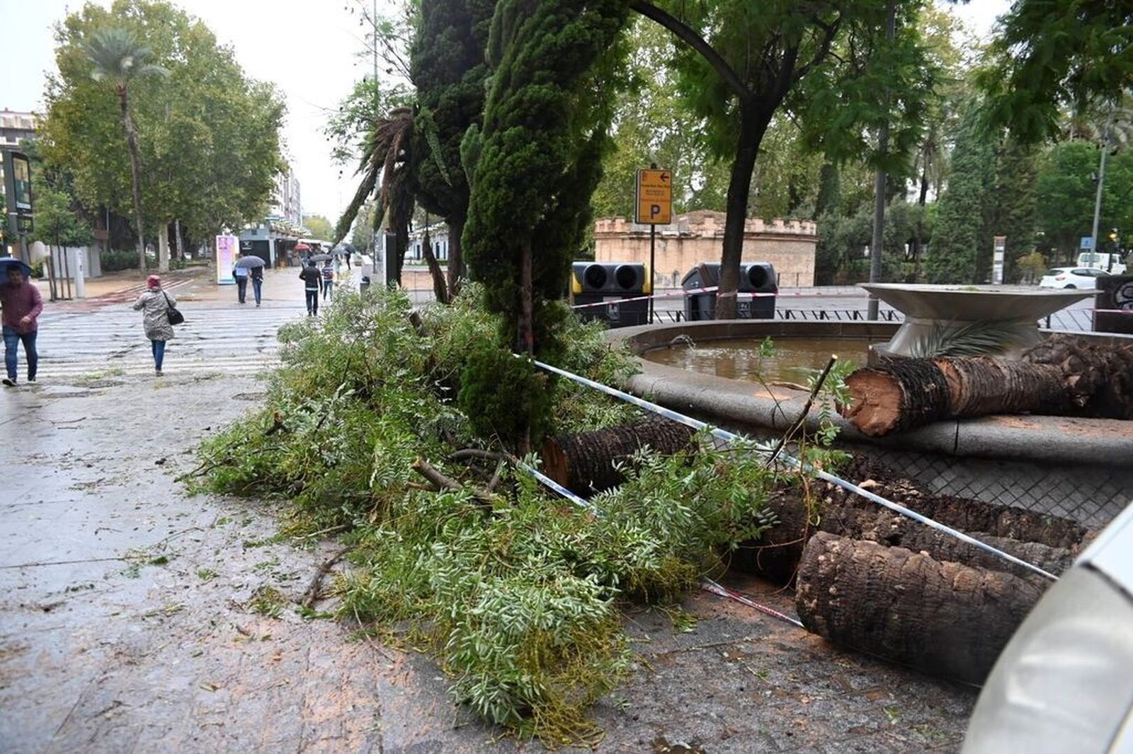Árboles caídos tras el paso de la borrasca Aline.