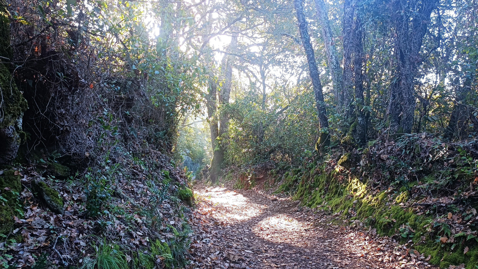 Avanzando por el Sendero de la Ribera del Jabugo.